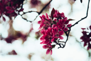 Crabapple tree in full bloom, Malus 'Royalty' Crabapple tree in full bloom, Malus 'Royalty'